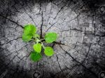 Spring Is the Perfect Time for Renewal, Self-Reflection
