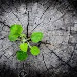Need Good News?  Wonderful Life Project
