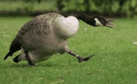 Goose