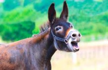 7 Ways to Lead Like An Ass(umer)